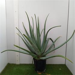 Aloe Vera 4 Años