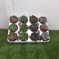 Echeveria M-8,5 12 unidades Surtidas