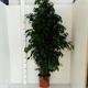 Ficus Danielle M-27 150 cm