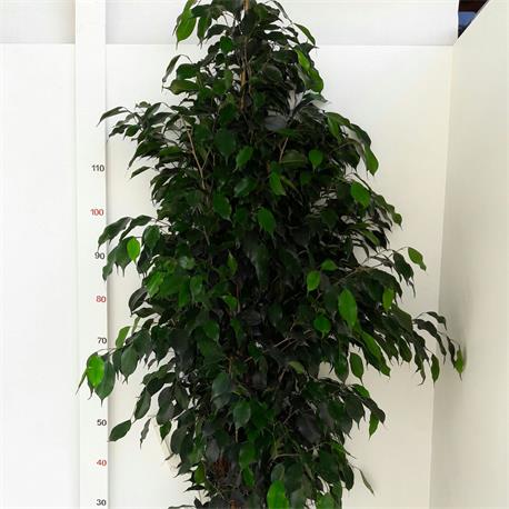 Ficus Danielle M-27 150 cm