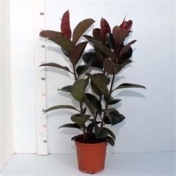 Ficus Robusta 3 cañas 90 cm