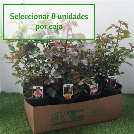 Rosal Bajo  C-3 L Promoción Cajas