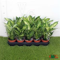 Dieffenbachia M-12  ESPECIAL