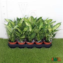 Dieffenbachia M-12  ESPECIAL