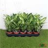 Dieffenbachia M-12  ESPECIAL
