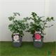 Rosal ESPECIAL M-19