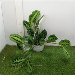 Maranta TRICOLOR M-15