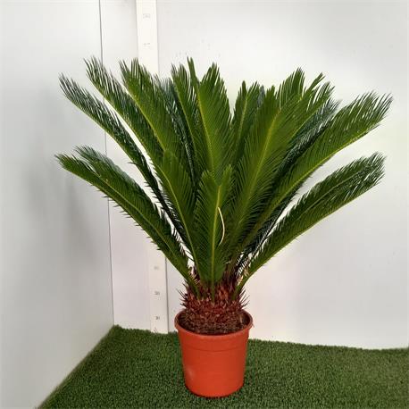 Cycas Revoluta M-24