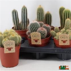 Cactus Variados M-12