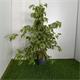 Ficus Golden king M-17 90cm