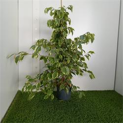 Ficus Golden king M-17 90cm