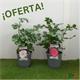 Rosal ESPECIAL M-19  ¡OFERTA!