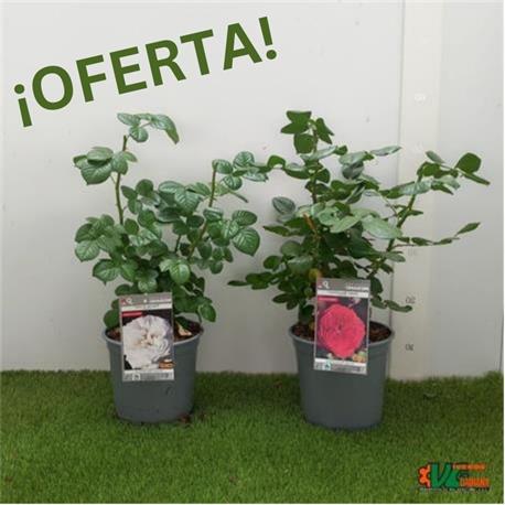 Rosal ESPECIAL M-19  ¡OFERTA!