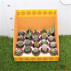 Cactus Mix M-5,5  20 unidades