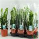 Zamioculcas M-17