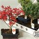 Bonsai Mix M-20
