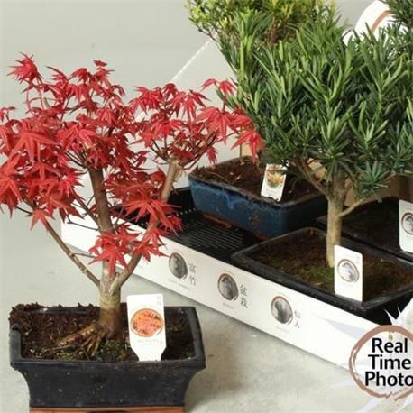 Bonsai Mix M-20