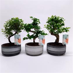 Bonsai Mix M-15