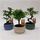 Bonsai Mix M-15