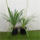 Agapanthus M-17