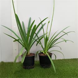 Agapanthus M-17