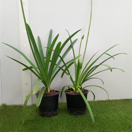 Agapanthus M-17