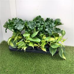 Philodendron Atom / Brasil  M-12