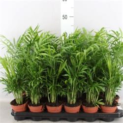 Chamaedorea Elegans M-09