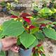 Poinsettia M-12