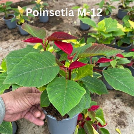 Poinsettia M-12