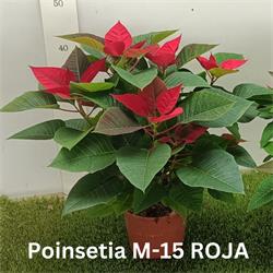 Poinsettia M-15  ¡¡ Últimas Unidades !!