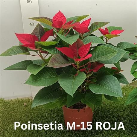 Poinsettia M-15  ¡¡ Últimas Unidades !!