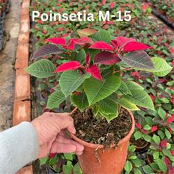Poinsettia OFERTA M-15