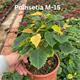 Poinsettia OFERTA M-15