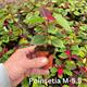 Poinsettia Micro M-06