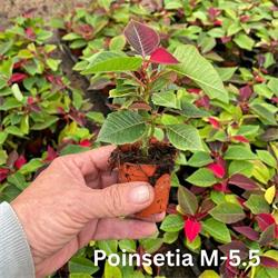 Poinsettia Micro M-06