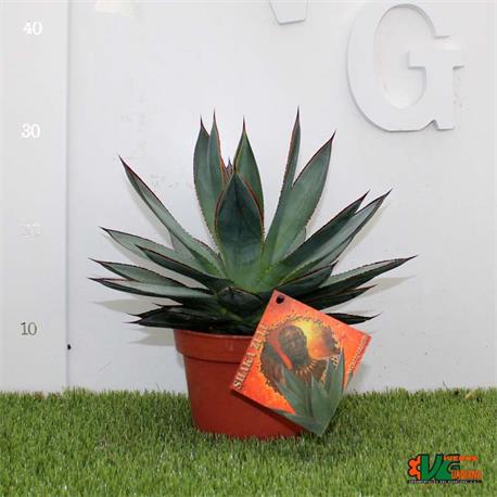 Agave Shaka Zulu M-15