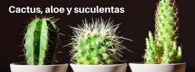  Cactus, Aloe, Suculentas y Semillas