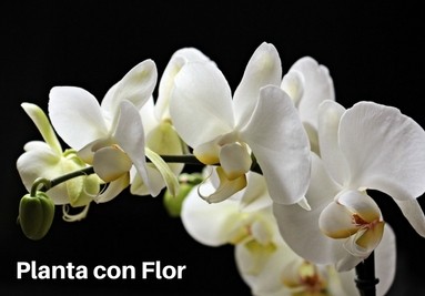 Planta con Flor