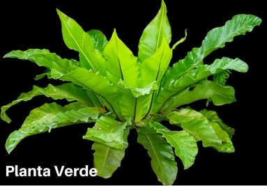 Planta Verde